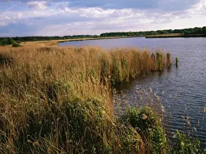 Reeds Prints: France ROG 8604 Domaine De Cherine Reserve Brenne regional Natural Park © Bob Gibbons / ARDEA LONDON