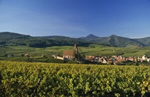 Images Dated 15th June 2007: France - Vineyard Alsace 68