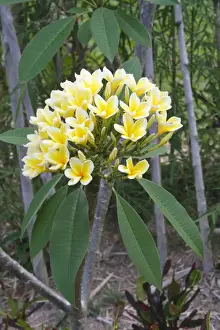 Frangipani Prints: Frangipani - Flower