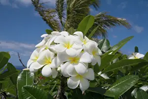Frangipani flowers On Lifou Island one of the Loyalty Islands east of New Caledonia