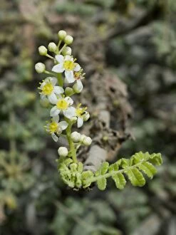 Images Dated 17th May 2012: Frankincense Flowers - with ants on flowers