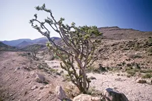 Frankincense Tree