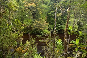 Images Dated 7th December 2008: Franklin River and rainforest - magnificent Franklin river cuts through lush