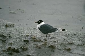 Images Dated 6th June 2006: Franklin's Gull