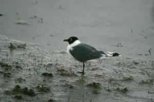 Franklin's Gull