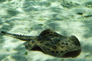 Freashwater Stingray - Amazon