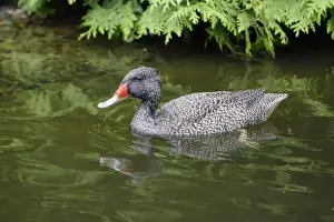 Freckled Duck - swimming on lake, Lower Saxony, Germany