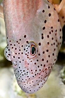 Images Dated 9th July 2011: Freckled Hawkfish