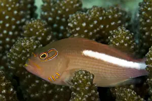 Hawkfish Prints: Freckled Hawkfish - Maldives