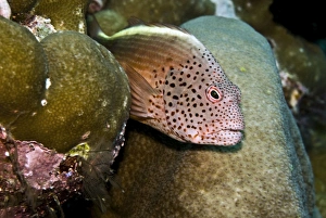 Images Dated 17th April 2007: Freckled Hawkfish - Papua New Guinea