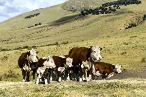Images Dated 13th February 2011: Free Range Cattle on grass