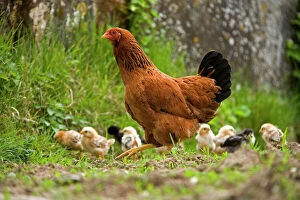 Free Range Chicken - with chicks