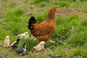 Images Dated 13th May 2007: Free Range Chicken - with chicks. France