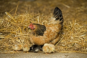 Images Dated 13th May 2007: Free Range Chicken - with chicks. France