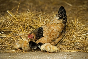 Images Dated 13th May 2007: Free Range Chicken - with chicks. France