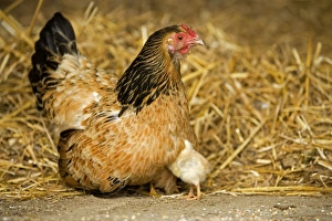 Images Dated 13th May 2007: Free Range Chicken - with chicks. France