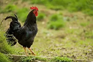 Free Range Chicken. France
