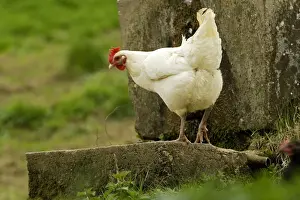 Free Range Prints: Free Range Chicken. France