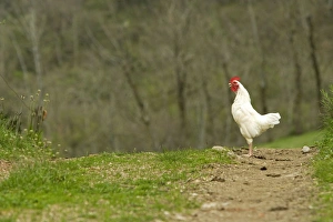 Images Dated 13th May 2007: Free Range Chicken. France