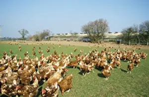 Free Range Prints: Free Range Chickens