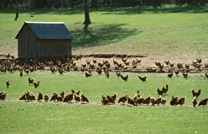 Free-Range Chickens - able to feed outside in the sun. Hampshire, UK