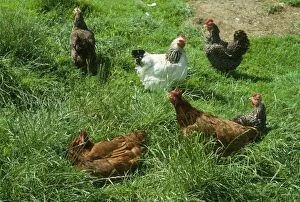 Free-range Chickens - Hens outside sunbathing