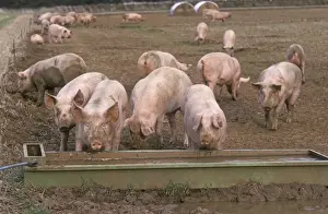 Free Range Prints: Free range pigs in field Cutsdean Cotswolds UK