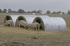 Free range pigs in field Cutsdean Cotswolds UK