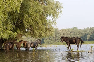 Swamp Gallery: The free roaming horses of Maliuc. In