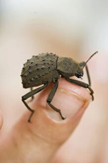 Images Dated 11th May 2009: Fregate Island Beetle - Indemic to island