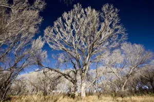 Valley Prints: Fremont Cottonwood Populus fremontii woodland in the San Pedro Riparian Nature Conservation Area (NCA)
