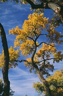 Fremonts Cottonwood Tree - in Autumn colour