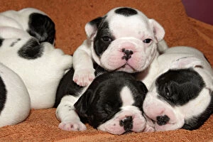 Sleeping Gallery: French bouledogue. Puppies. 10 days