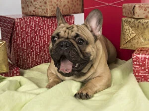 Boxes Gallery: French Bulldog with Christmas presents French Bulldog