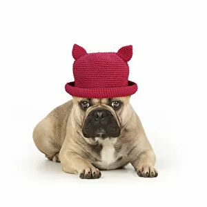 Images Dated 17th March 2020: French bulldog, laying down, wearing red hat with ears Date: 18-Mar-19