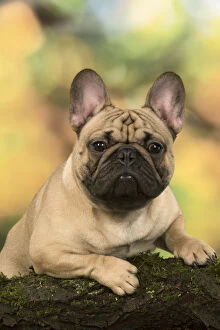 New images may/french bulldog portrait outdoors autumn colours