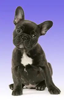French Bulldog Puppy