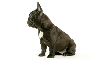 French Bulldog puppy