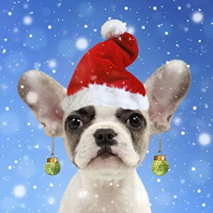 French bulldog, puppy 8 weeks old, wearing Christmas