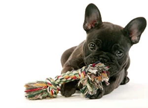 Images Dated 29th November 2007: French Bulldog Puppy Chewing toy