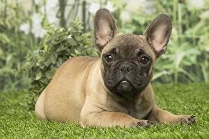 Images Dated 14th August 2018: French Bulldog puppy dog outdoors