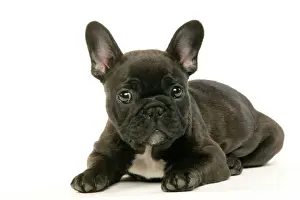 French Bulldog Puppy Lying down