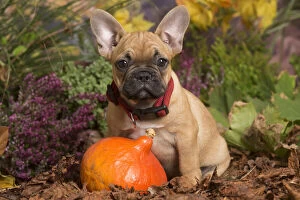 Images Dated 15th October 2019: French Bulldog puppy outdoors in Autumn