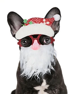 Beard Gallery: French Bulldog, puppy wearing Father Christmas glasses