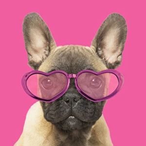 French Bulldog puppy wearing heart glasses on pink