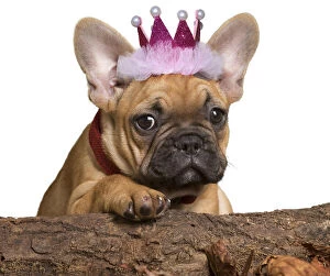 Images Dated 17th March 2020: French Bulldog, puppy wearing pink crown Date: 05-Oct-19