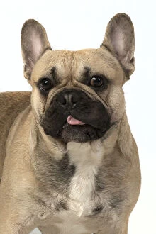 Images Dated 11th March 2020: French Bulldog in the Studio