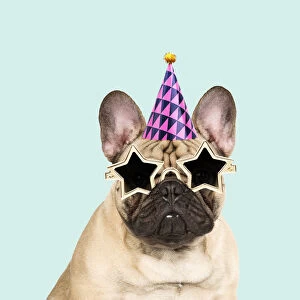 French Bulldog wearing star sunglasses and party hat