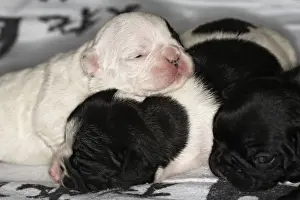 Sleeping Prints: French Bulldog - one week old puppies