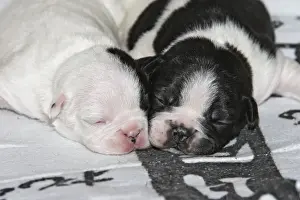 French Bulldog - one week old puppies